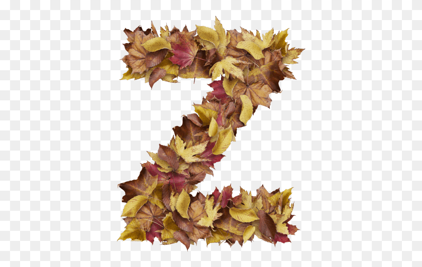 377x472 Letter Z From Dry Leaves Prince Of Wales Feathers, Leaf, Plant, Tree HD PNG Download