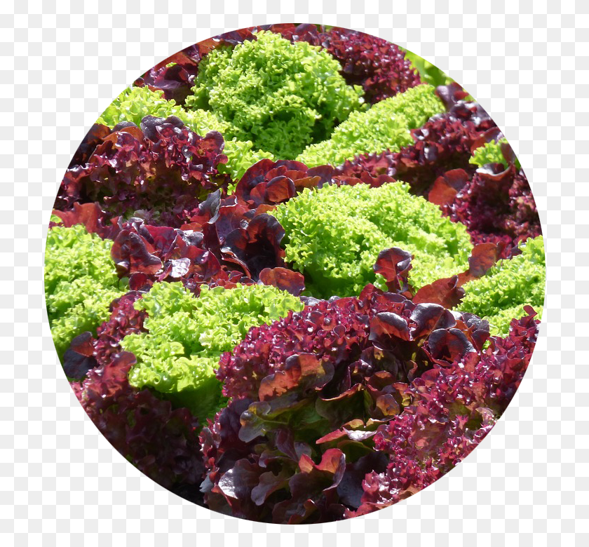 720x720 Lettuce, Plant, Kale, Cabbage HD PNG Download