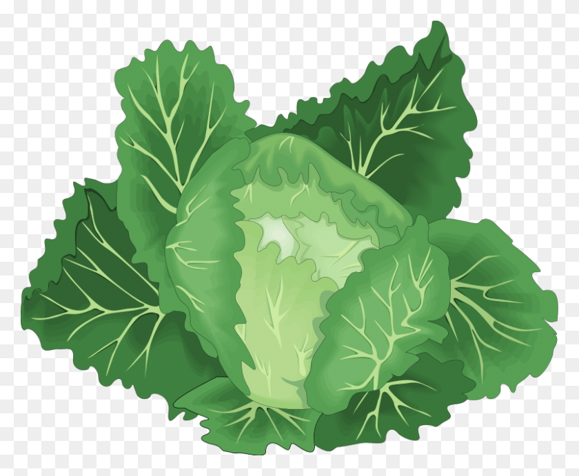 800x648 Lettuce Clipart Leafy Vegetable Green Vegetable Clipart, Plant, Food, Cabbage HD PNG Download