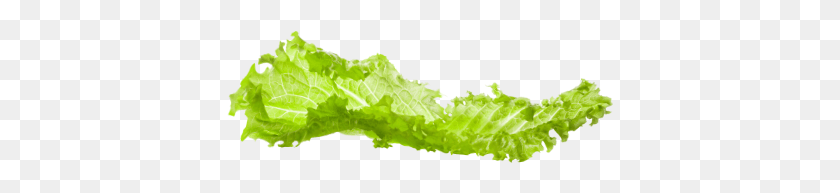 387x133 Lettuce Tree, Plant, Vegetable, Food HD PNG Download
