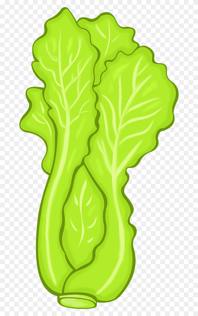 Листья салата