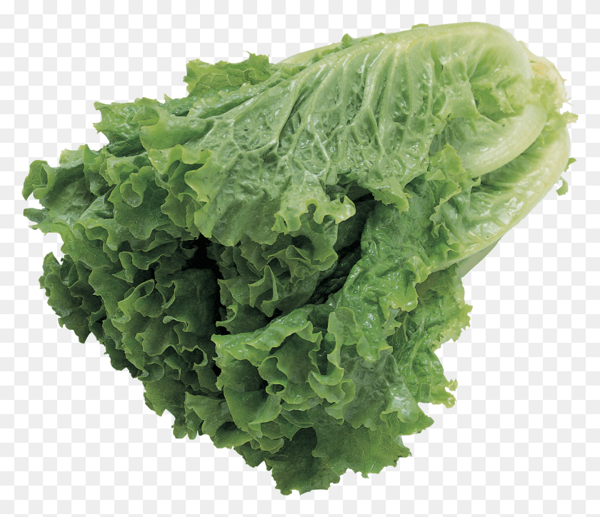 1809x1541 Lechuga Png / Lechuga Hd Png