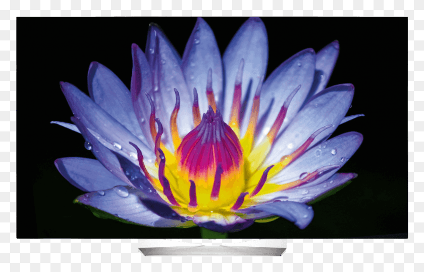 783x480 Lg Oled, Plant, Lily, Flower HD PNG Download