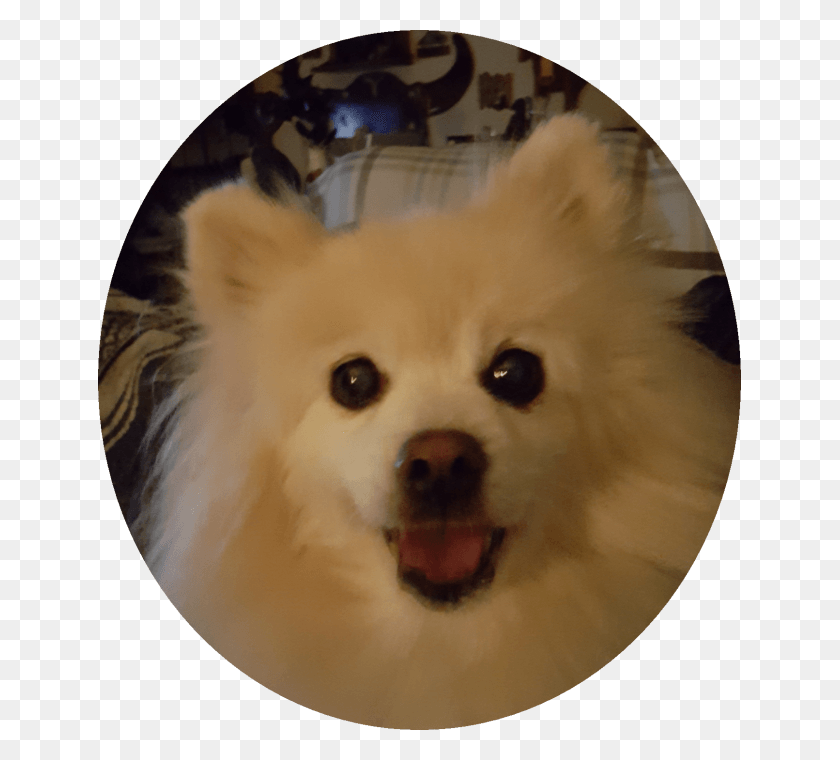 643x700 Library Books Guestbook Pomeranian, Pet, Animal, Dog HD PNG Download