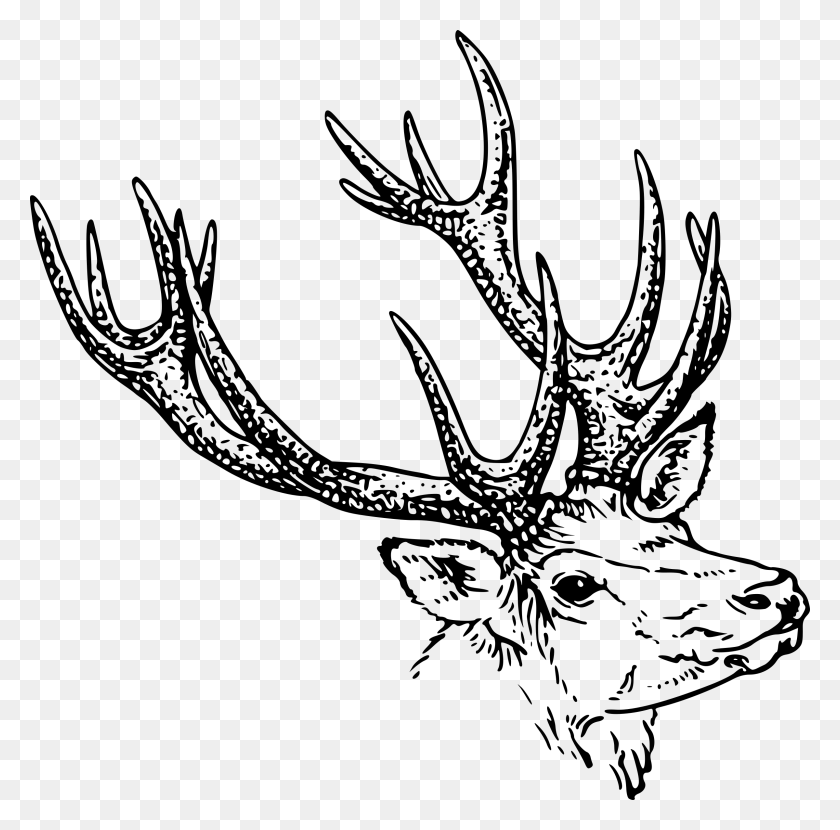2400x2370 Library Deer Head Clipart Black And White Animal Horn Clipart, Gray, World Of Warcraft HD PNG Download