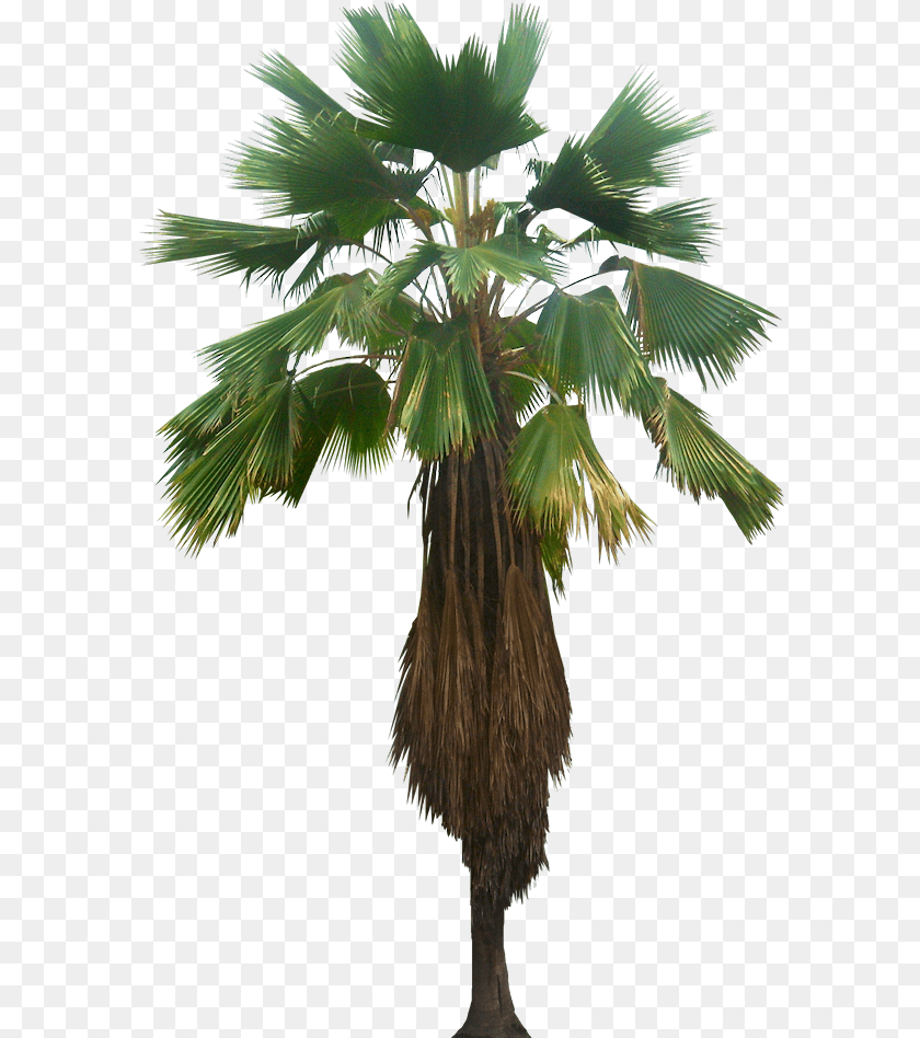 591x948 Licuala Palm, Palm Tree, Plant, Tree Sticker PNG