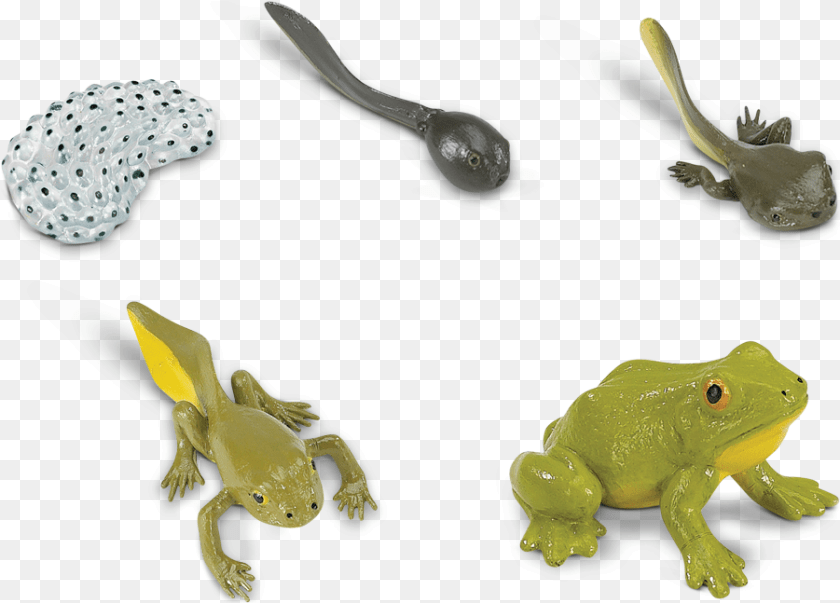 901x647 Life Cycle Of A Frog Life Cycle Of A Frog Toy, Cutlery, Spoon, Animal, Wildlife Sticker PNG