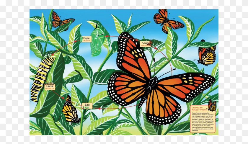641x428 Png Изображение - Жизненный Цикл Бабочки-Монарха.