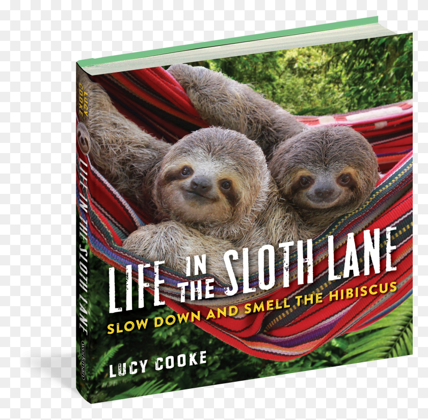 2386x2337 Life In The Sloth Lane HD PNG Download