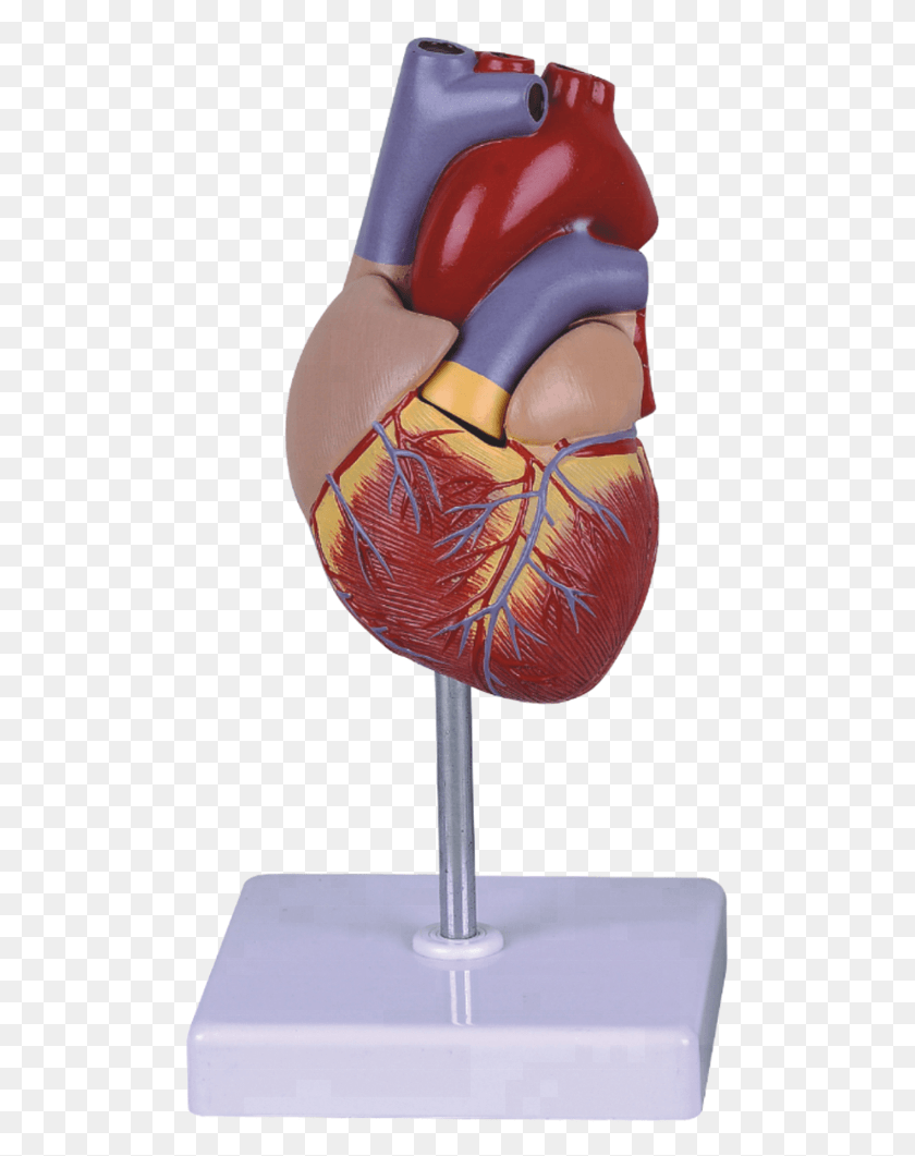 499x1001 Life Size Human Heart Model For School Teaching Statue, Sport, Sports, Clothing HD PNG Download