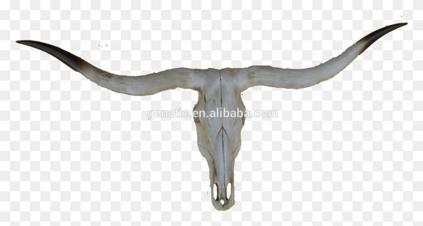 1268x633 Life Size Life Look Beautiful Cow Skull Animal Figurines Horn, Longhorn, Cattle, Mammal HD PNG Download