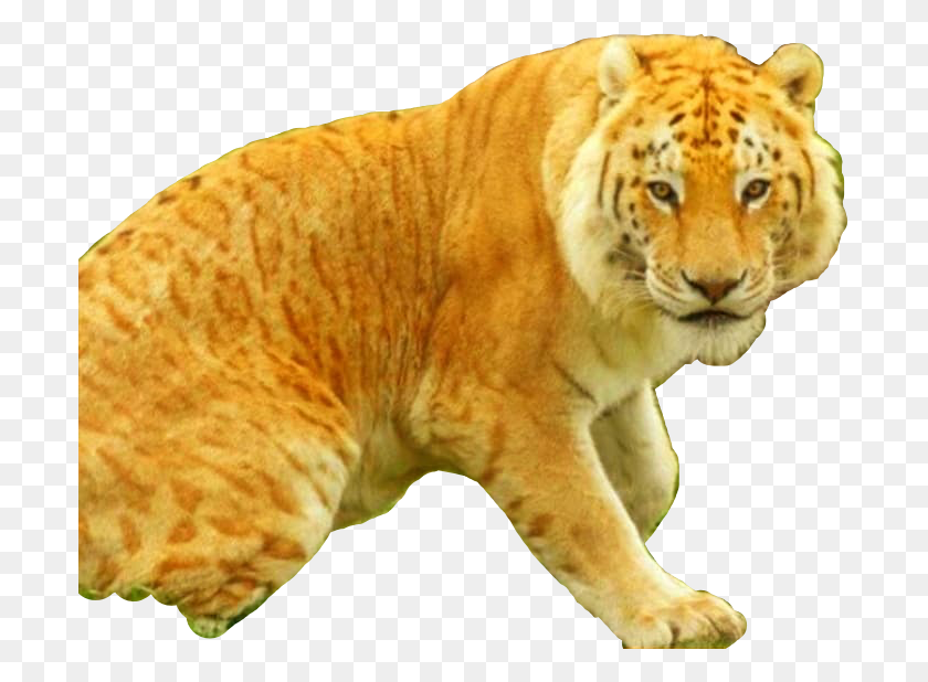 697x558 Liger Sticker Siberian Tiger, Mammal, Animal, Wildlife HD PNG Download