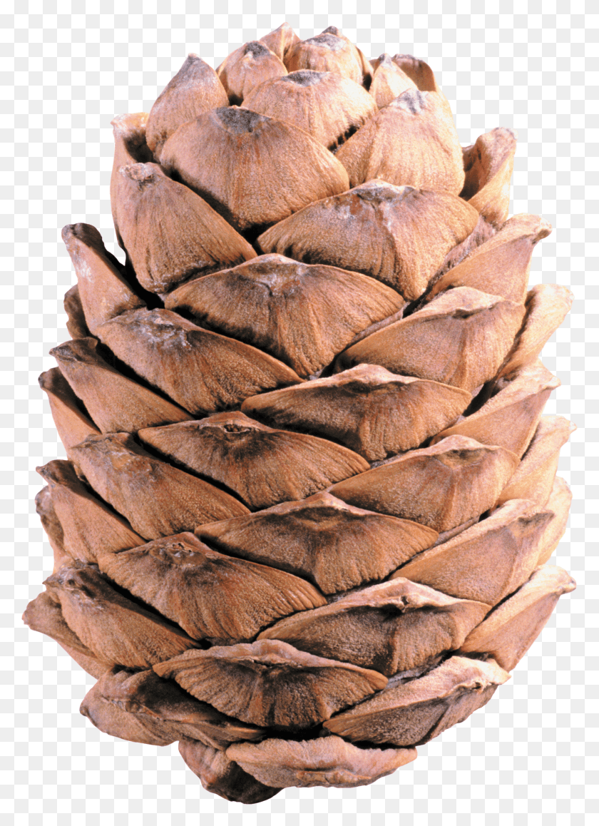 1854x2612 Light Brown Pine Cone Shishka, Plant, Produce, Food HD PNG Download