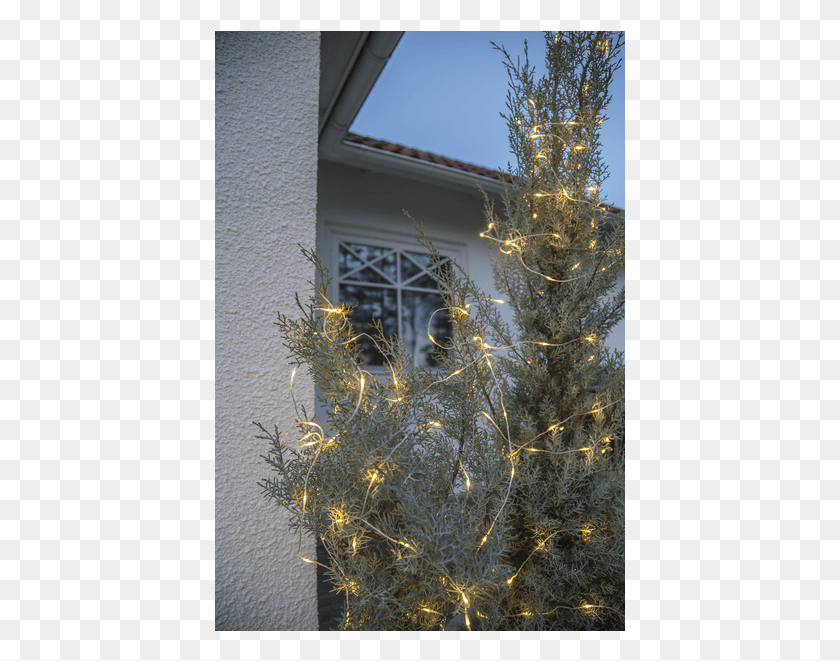 411x601 Light Chain Dew Drop Outdoor Spruce, Tree, Plant, Ornament Descargar Hd Png