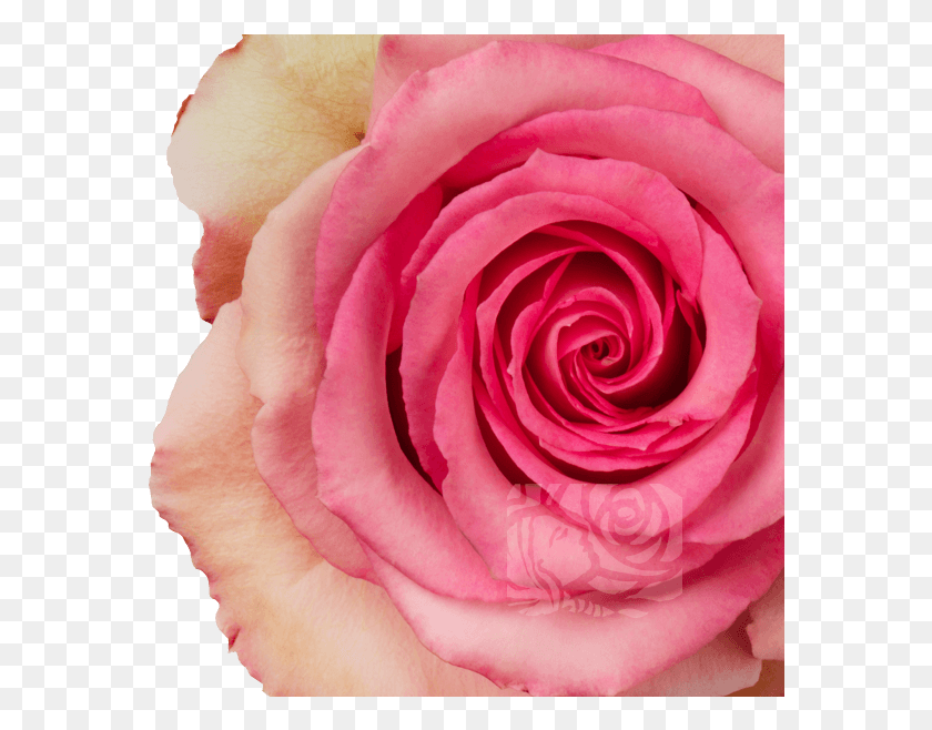 574x598 Розовые Розы, Розовые Розы, Роза, Цветы Png Скачать