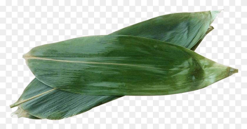 801x389 Lightbox Moreview Canna Lily, Plant, Leaf, Produce HD PNG Download