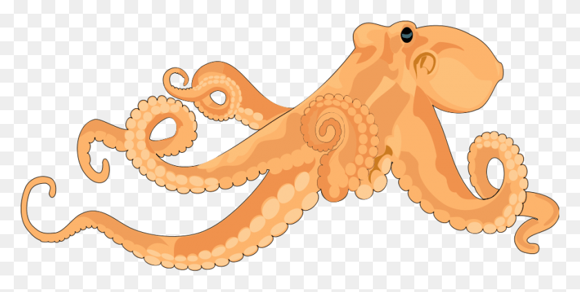 900x421 Lighthouse Clipart Octopus, Invertebrate, Sea Life, Animal HD PNG Download