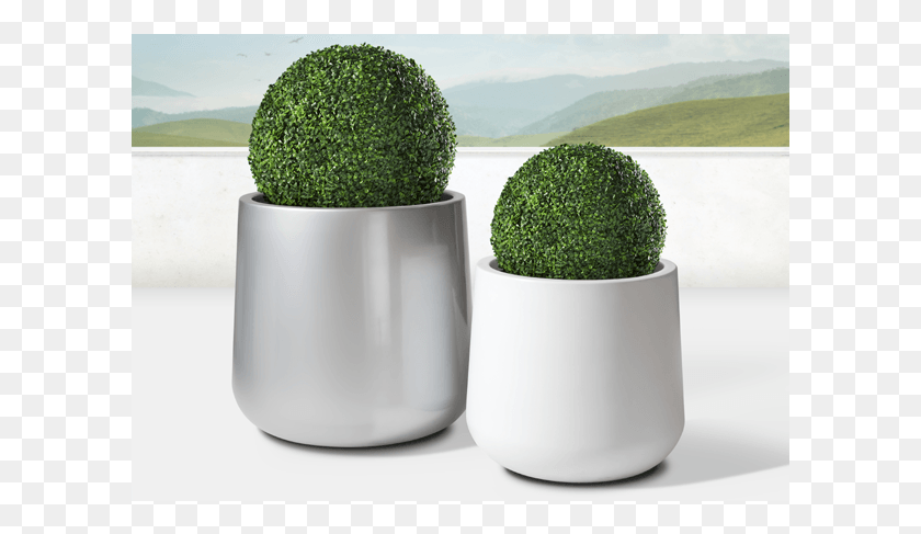 601x427 Lightweight And Durable The Solo Planter Is So Versatile Tree, Plant, Moss, Broccoli HD PNG Download