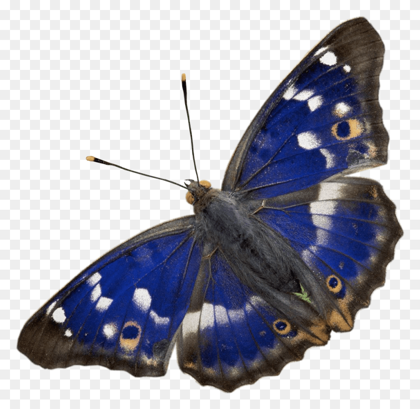 954x929 Пурпурная Императорская Бабочка, Насекомое, Беспозвоночное, Животное Png Скачать