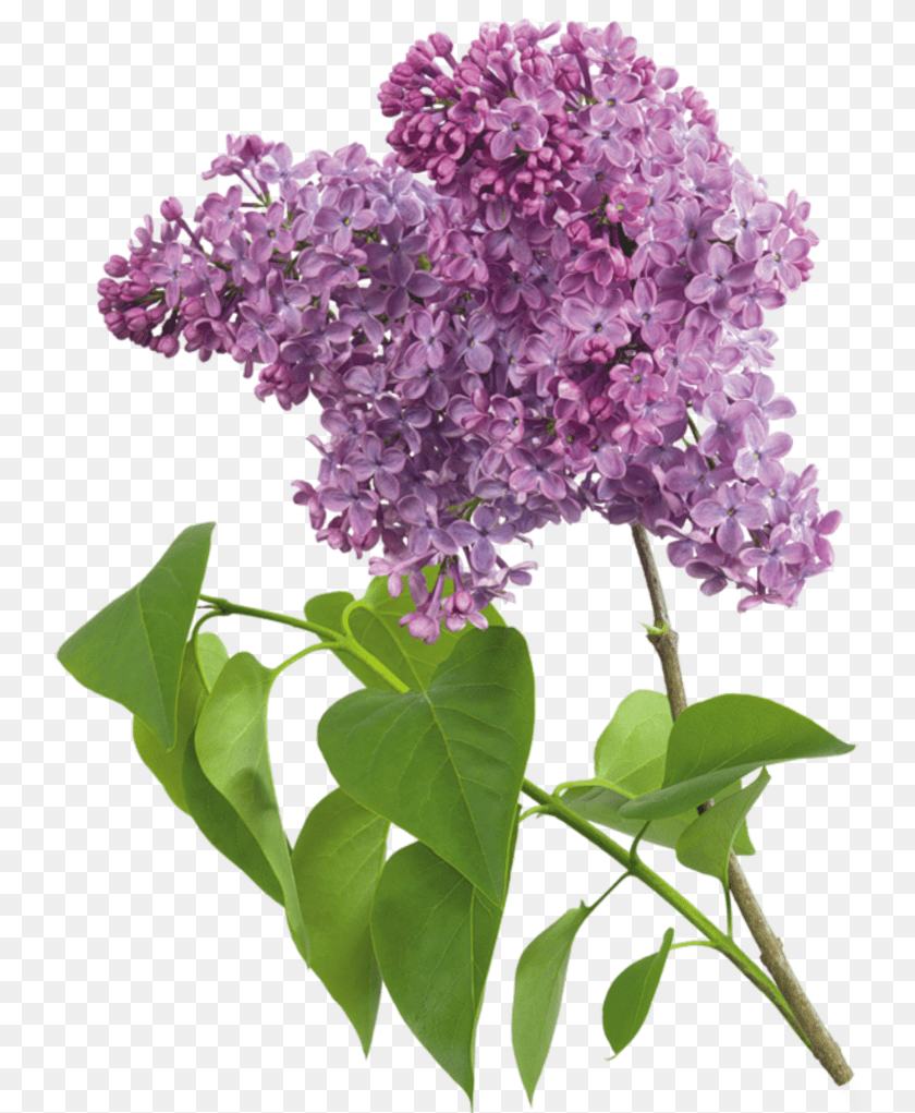 Lilac, Flower, Plant Clipart PNG