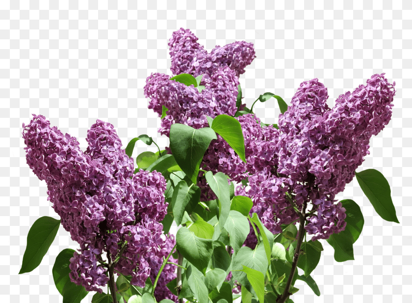 1920x1411 Lilac Flower, Plant PNG