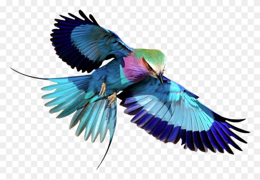 1180x790 Lilac Breasted Roller Lilac Breasted Roller Bird Flying, Animal, Jay, Bluebird HD PNG Download