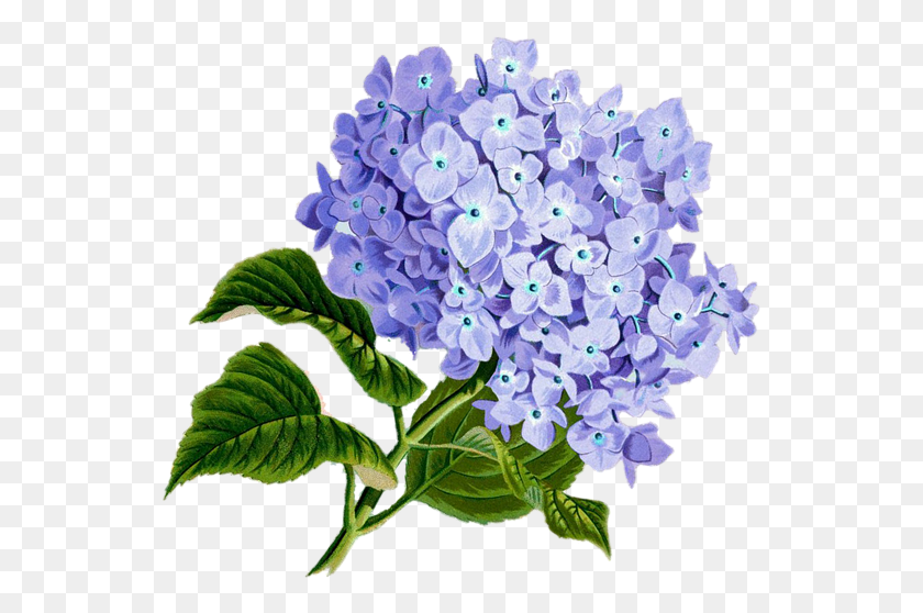 549x498 Lilac Mensagem De Agradecimento Aos Clientes, Plant, Flower, Blossom HD PNG Download