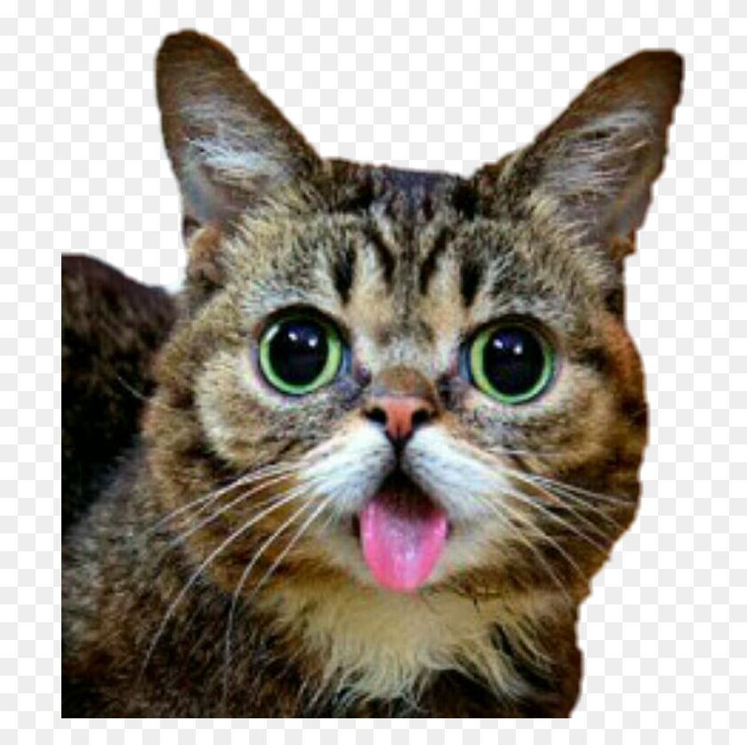 702x778 Lilbub Bub Cat Cute Cat Poking Tongue Out, Pet, Animal, Mammal HD PNG Download