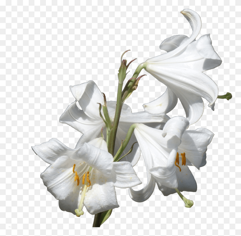 1396x1367 Descargar Png / Lirios, Planta, Flor, Flor Hd Png