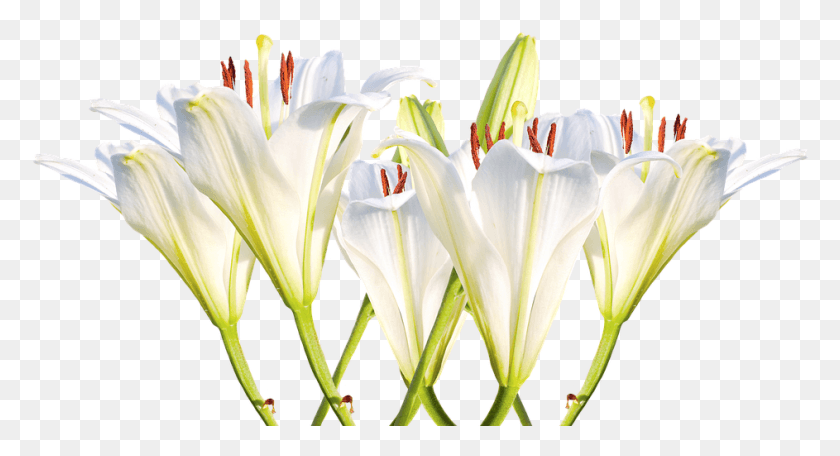 943x479 Lilies Nh Hoa Ly Trng, Plant, Flower, Blossom HD PNG Download