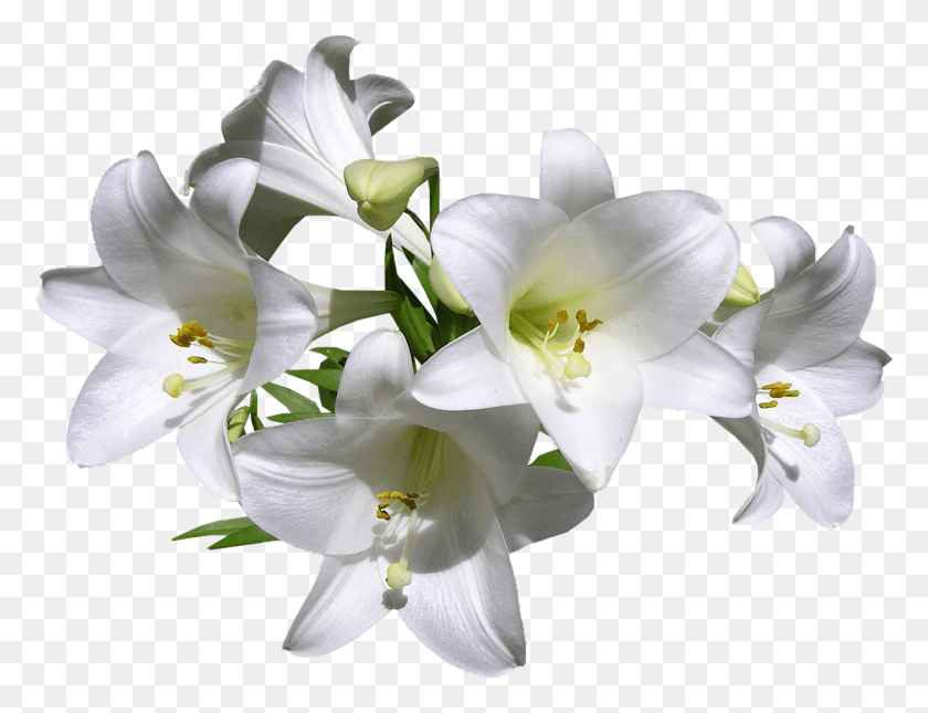 1245x934 Lilies Soft Musk Lily Avon, Plant, Flower, Blossom HD PNG Download