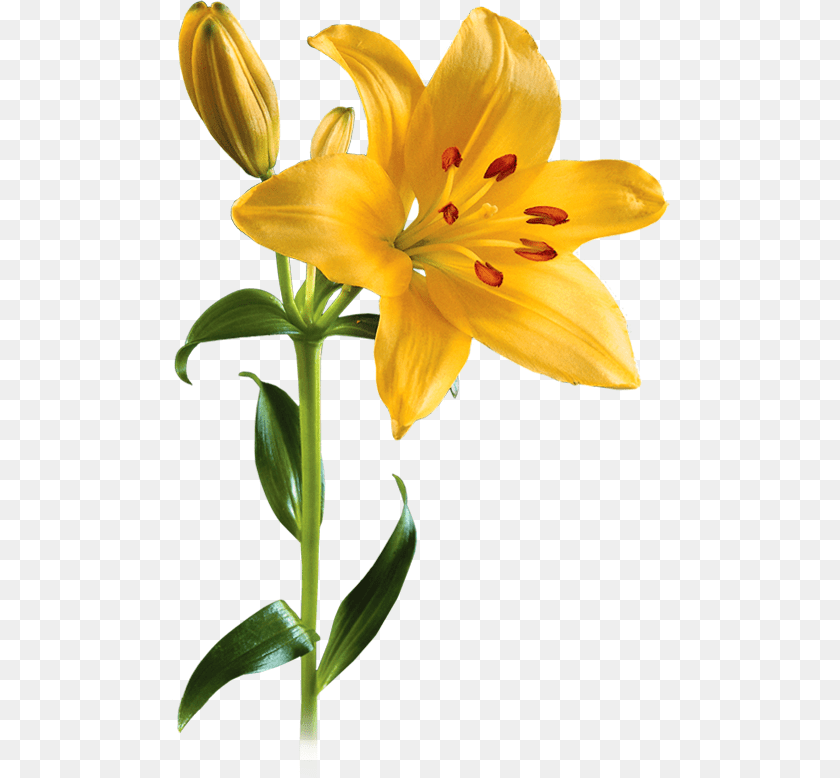 500x778 Lilium, Flower, Plant, Lily, Banana PNG