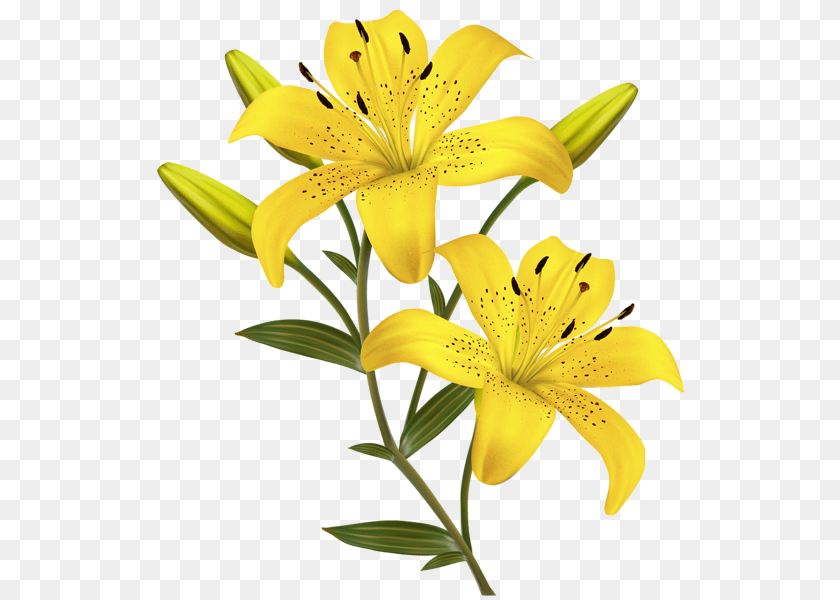 549x600 Lilium, Flower, Plant, Lily PNG