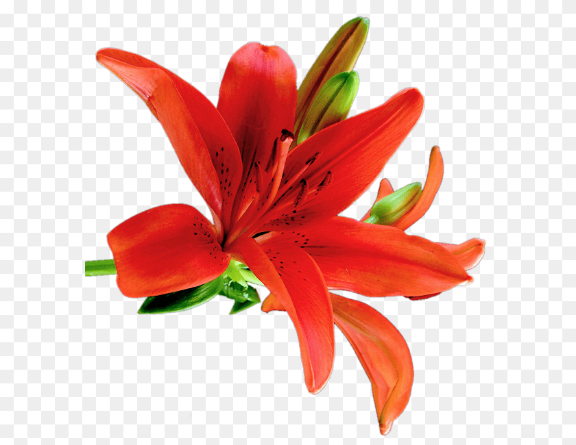 592x650 Lilium, Flower, Plant, Lily Transparent PNG