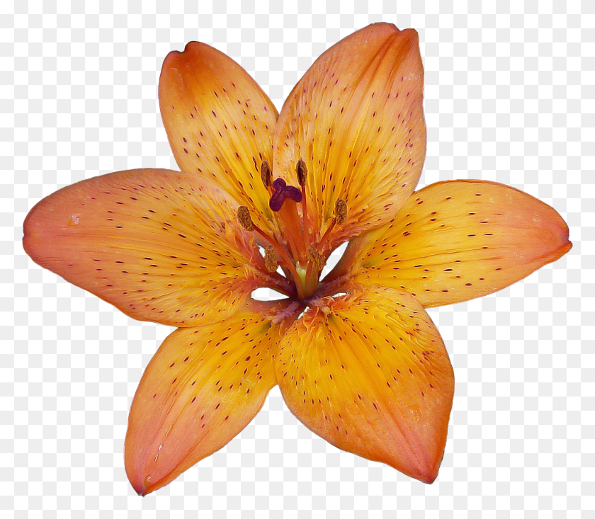 1424x1229 Лилиум Bulbiferum, Растение, Гриб, Цветок Hd Png Скачать
