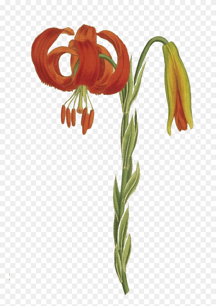885x1279 Lilium Chalcedonicum, Plant, Lily, Flower HD PNG Download