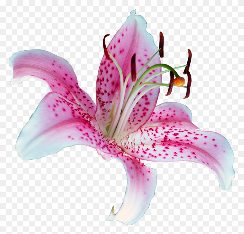 900x861 Lilium Scentsy Honeymoon Hideaway Scent, Растение, Цветок, Цветение Png Скачать