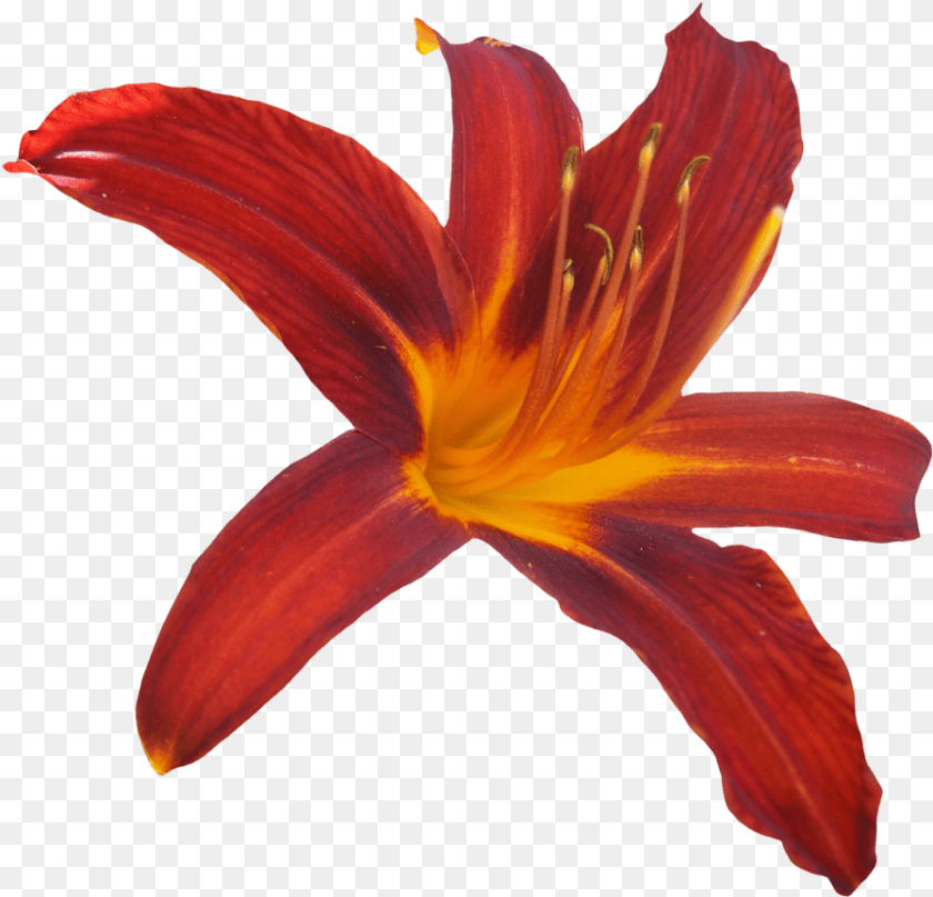 Lilly Orange Lily, Flower, Plant, Petal Transparent PNG