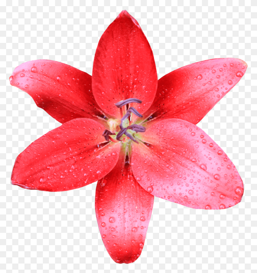 866x923 Lilly Red Lilly, Plant, Flower, Blossom HD PNG Download