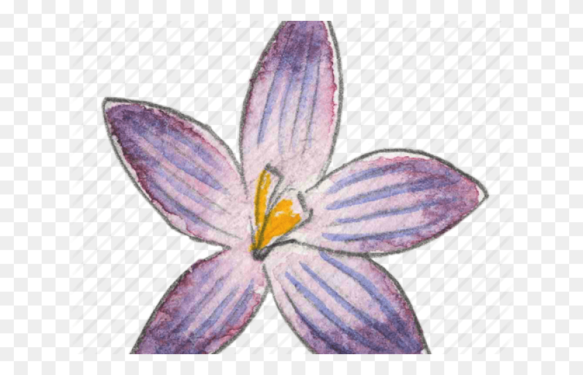 640x480 Lily, Plant, Flower, Blossom HD PNG Download
