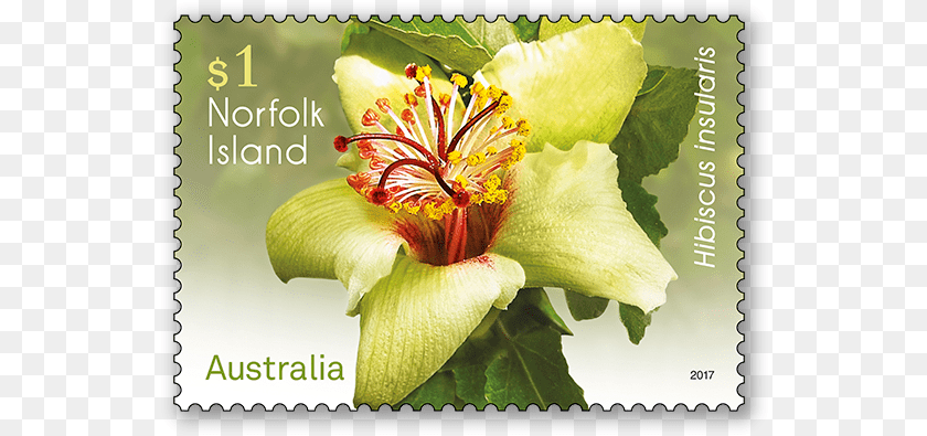 553x395 Lily, Flower, Plant, Pollen, Postage Stamp Sticker PNG