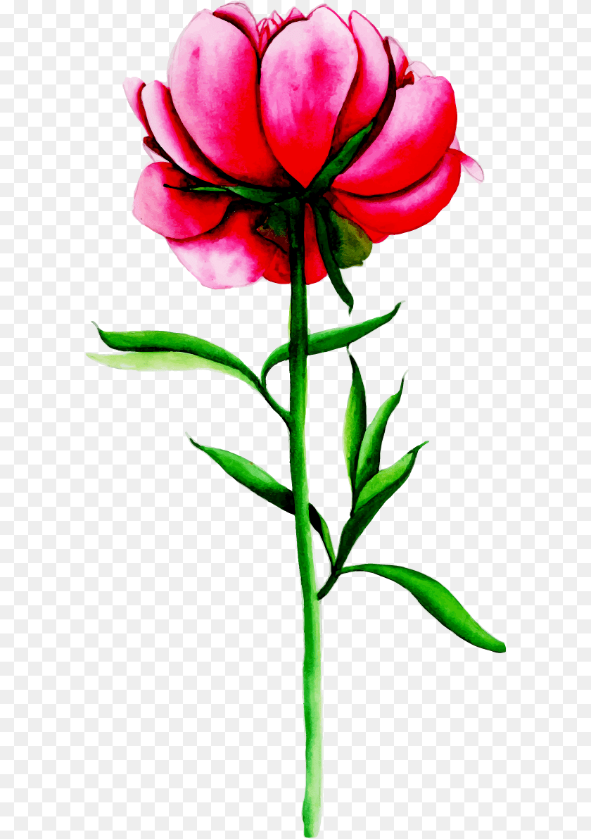 598x1192 Lily, Flower, Petal, Plant, Rose Clipart PNG