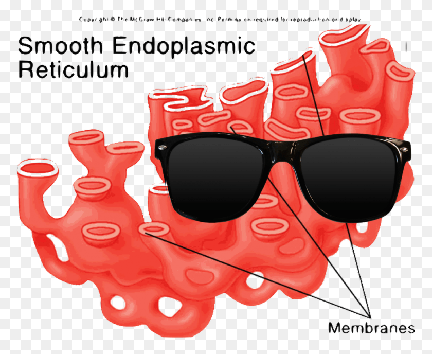 972x783 Lily Amp Helena Smooth Er In Animal Cell, Sunglasses, Accessories, Accessory HD PNG Download