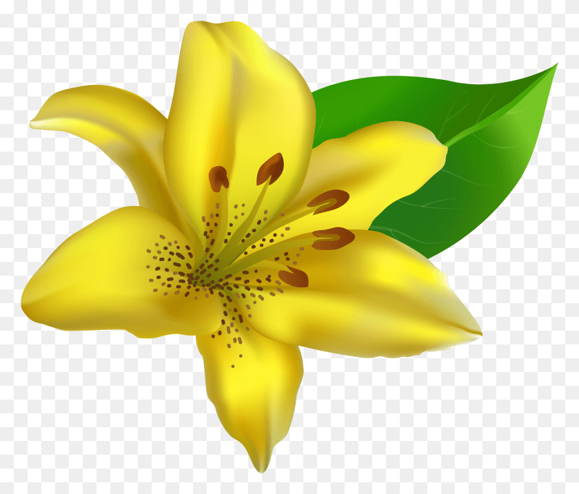4839x4082 Lily Clipart Island Flower Lily Flower Transparent, Plant, Blossom, Banana HD PNG Download