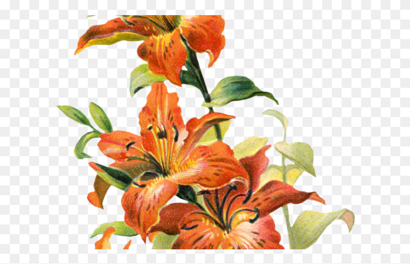 616x481 Lily Clipart Tiger Lily Vintage Tiger Lily Flower, Plant, Flower, Blossom HD PNG Download