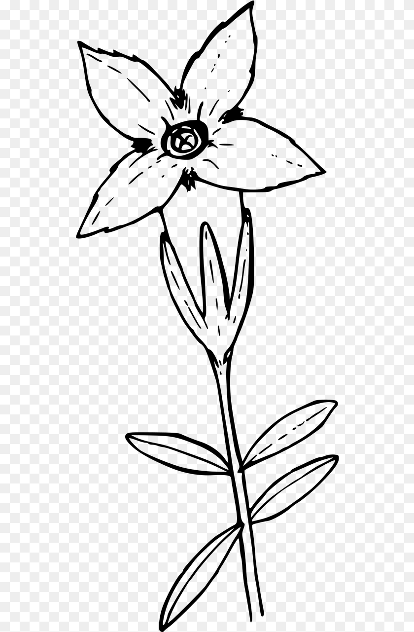 Lily Family, Gray PNG