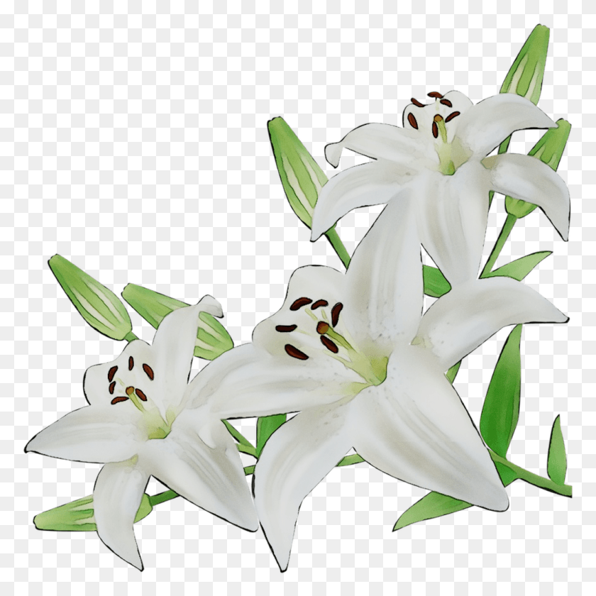 1030x1031 Lily Flower Cut Flowers Image With Transparent Lembrancinhas De Com Dizimistas, Plant, Flower, Blossom HD PNG Download