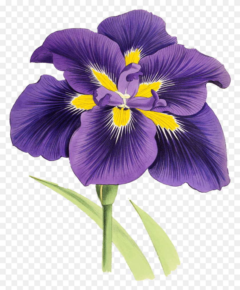 885x1083 Lily Flower Plant Blossom Bloom Image Clipart Purple Iris, Flower, Petal HD PNG Download