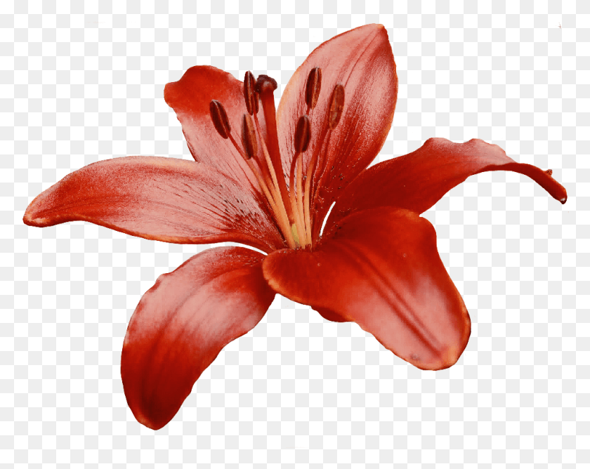 986x769 Lily Flower Red Retro Filter Freetoedit, Plant, Flower, Blossom HD PNG Download