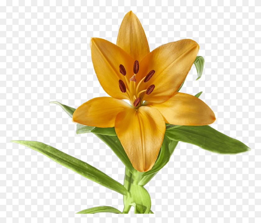 1236x1044 Lily Flower Yellow Lirio Flor Amarillo, Plant, Flower, Blossom HD PNG Download
